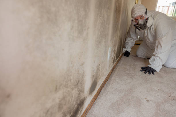 Best Forensic Mold Investigation  in Valley View, OH